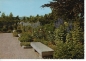Preview: Ansichtskarte Botanischer Garten der Stadt Linz/D. - Blühender Rittersporn im Schmuckgarten